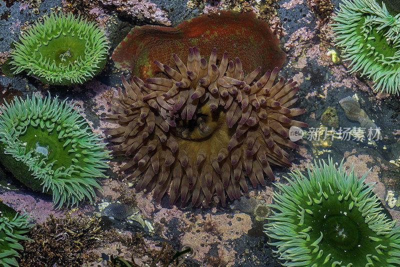 斑纹海葵(荨麻;以前，Tealia crassicornis)，也被称为彩绘海葵或圣诞海葵和Anthopleura xanthogrammica，或巨大的绿色海葵，是一种潮间带海葵科